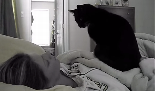 Kitty_Cat_Wake_Up_Call.png