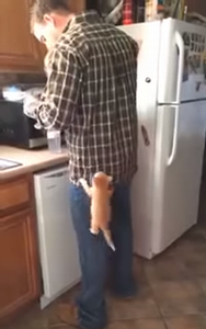 Kitten_demonstrates.png
