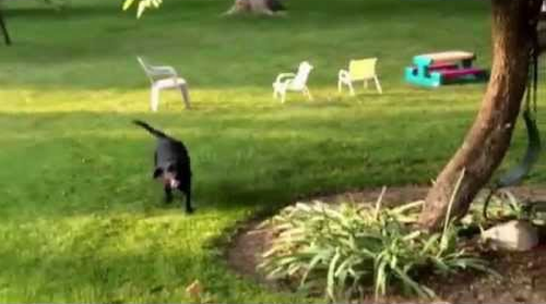 Dog_Runs_Around_With_Pool.png