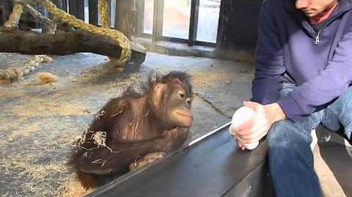 Monkey_Sees_A_Magic_Trick.png