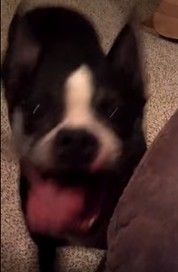 This_Dog_Has_Rhythm.png