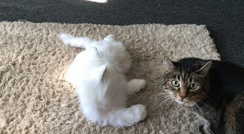 Cats_React_to_Robot_Cat.png