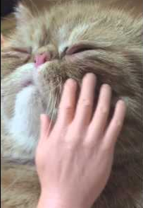 gaint_hand.png