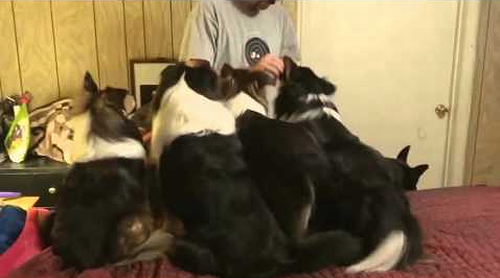 Dog_Switches_Places.png