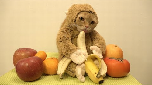 cat_monkey.png