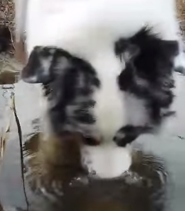 Dog_Blowing_Bubbles.png