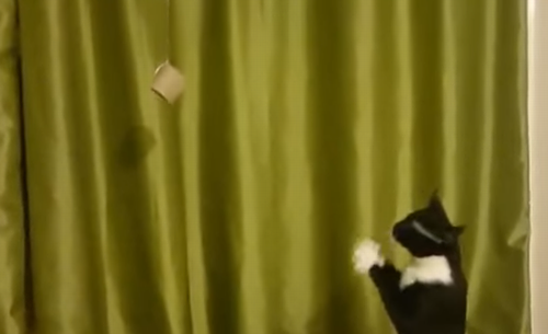 Cat_trying_to_catch_something.png