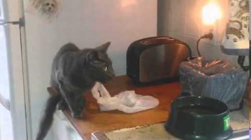 Toaster_Scares_Cat.png