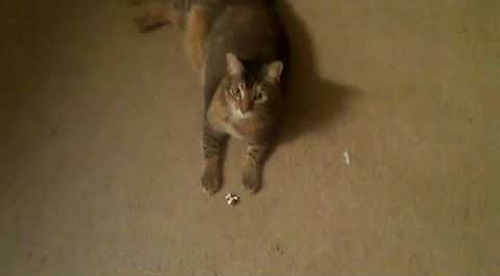 cat_enjoy_fetch.png