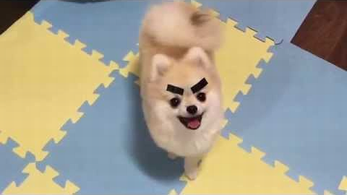 Dogs_With_Eyebrows.png