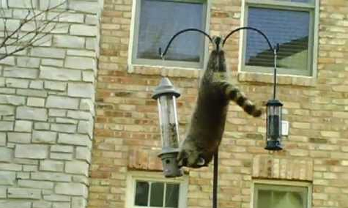 ninja_racoon.png