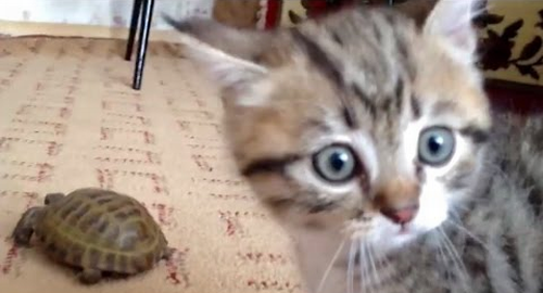 cat_turtle.png