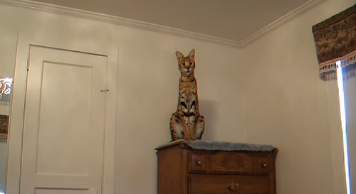 Serval_jump.png