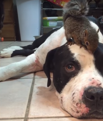 dog_pretects_Squirrel.png