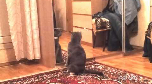 its_cat.png