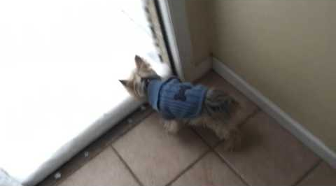dog_meets_snow.png