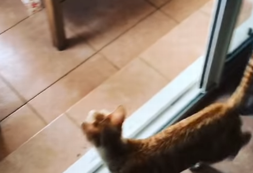 Cat_Discovers_Outside.png