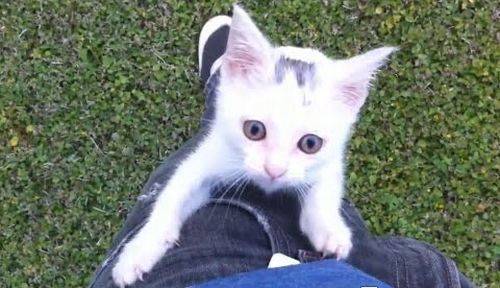 Kittens_Climbing_Their_Humans_Compilation.png