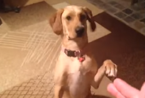 dog_plays_dead.png