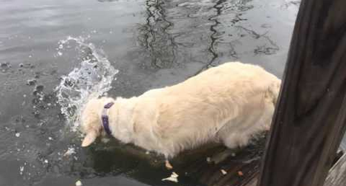 watch_reni_catch_a_fish.png