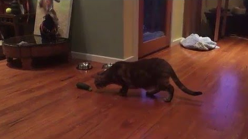 Cat_Stalks_Zucchini.png