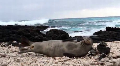 Monk_Seal_Sneeze_Attack.png