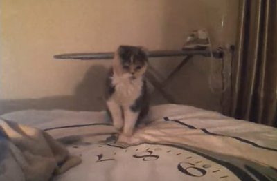 Cat_and_the_new_bedsheet.png