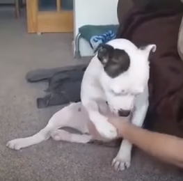 Needy_Bull_Terrier.png