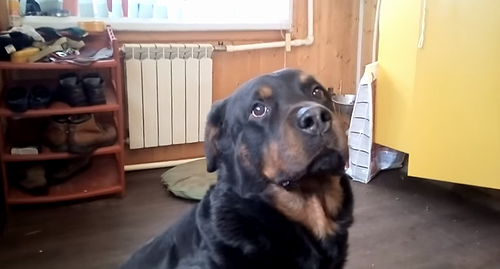 Dog_Fetches_Vodka.png