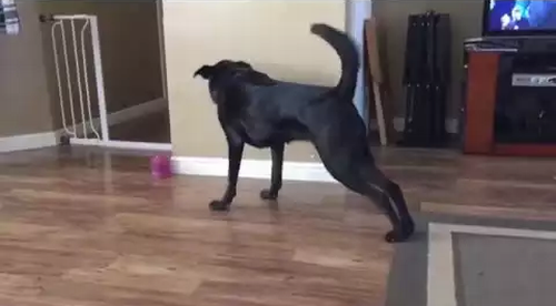 Yoga_Dog_Cant_Reach_Toy.png