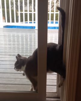 Jasper_the_Contortionist_Cat.png