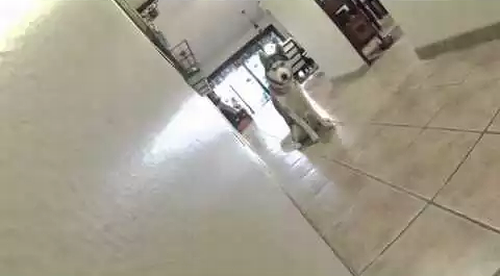 ninja_hasky.png