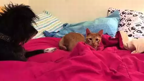 Dog_Prevents_Kitty_Sneak_Attack.png