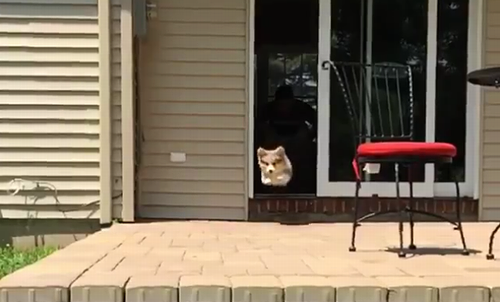 Flying_Corgi.png