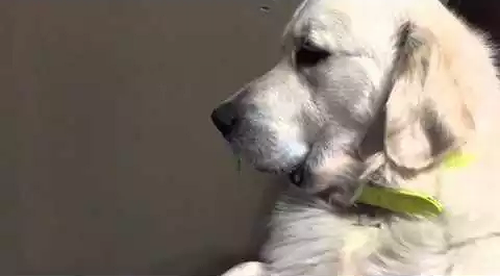 Dog_Refuses_to_Give_Up_Pacifier.png