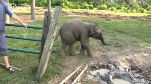 Baby_elephant_frightened_goat.png