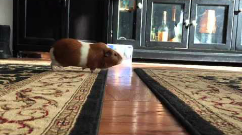 Guinea_pigs_Jumping_over_the_Lava.png