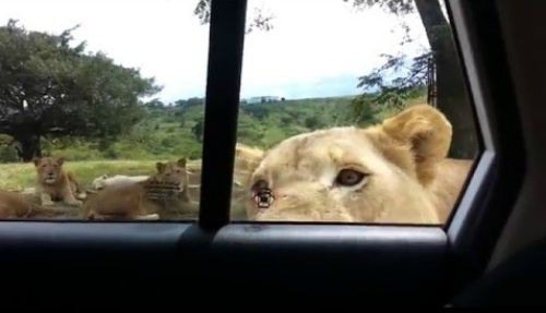 lioness_opens_cat_door.png