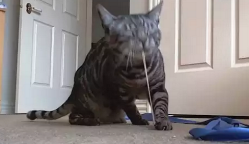 cat_and_rubber_band.png