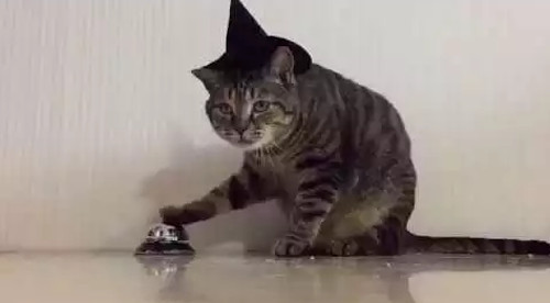 cat_ring_the_bell.jpg