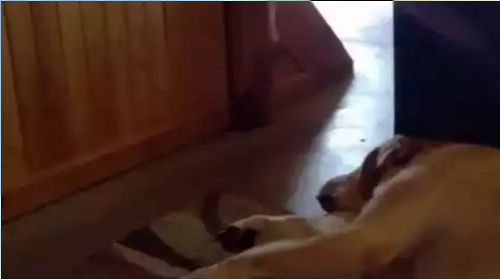 Lab_has_a_Funny_Snore.png