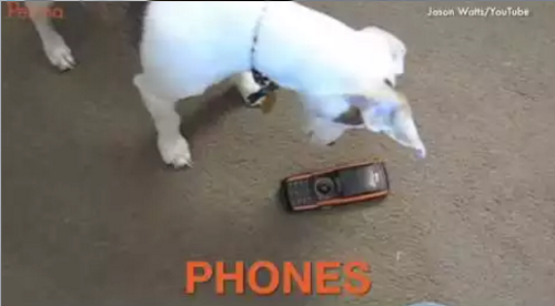 Everyday_Things_That_Confuse_Puppies.png