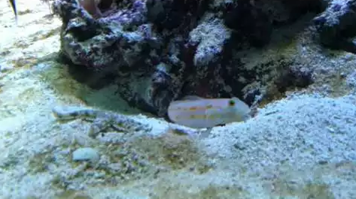 Fish_digs_a_hole_under_a_rock.png