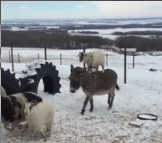 Goat_casually_hitches_ride.png
