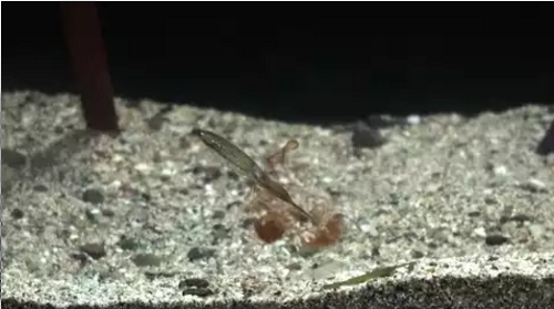 Japanese_pygmy_squid.png