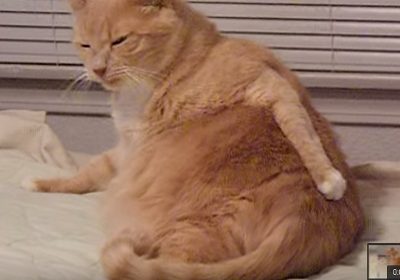 cat_scratches_butt.png