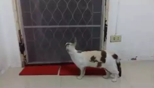cat_lets_herself_in.png
