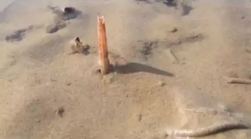 Razor_clam.png