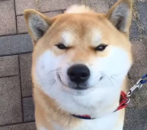 The_cutest_thing_to_come_home_to.png