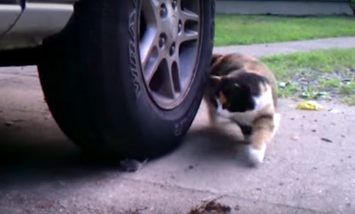 cat_and_mouse.png
